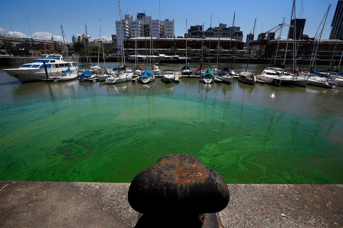 En Puerto Madero las aguas estan verdes por el verdín consecuencia de la falta de movimientos por el Covid 19