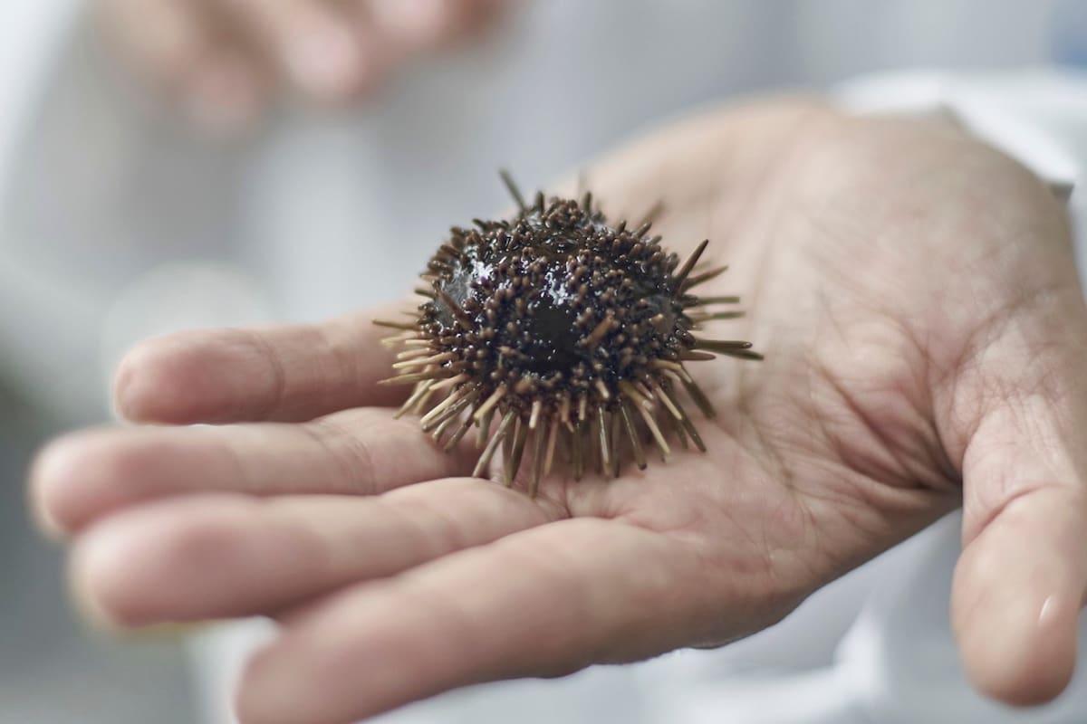 En Puerto Madryn investigadores encontraron una molécula en erizos de mar para combatir el coronavirus.