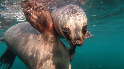 En Punta Loma, Puerto Madryn, se puede nadar con lobos.