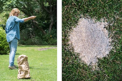 ¿En qué consiste la resiembra? En esparcir semillas de una especie de césped que cumple su ciclo durante los meses de frío, sobre la carpeta de verano. Aquí, semillas de Ryegrass.