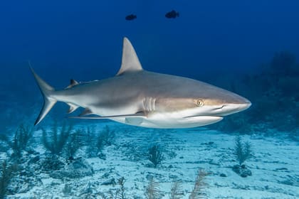 En qué mes es más frecuente el ataque de tiburones en Florida