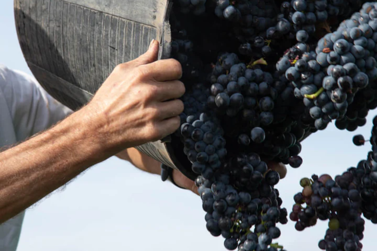 En qué situación se encuentran las economías regionales