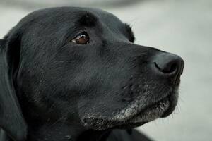 En relación a tener una nueva mascota, la psicóloga enfatiza que cada ser es distinto y que crear conexiones con otro animal a veces puede llevar tiempo