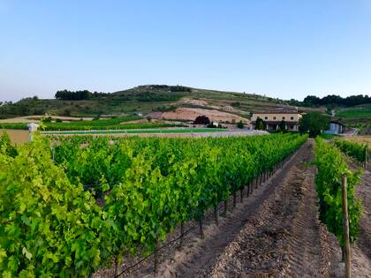 En Ribera del Duero producen el máximo reglamentado por hectárea