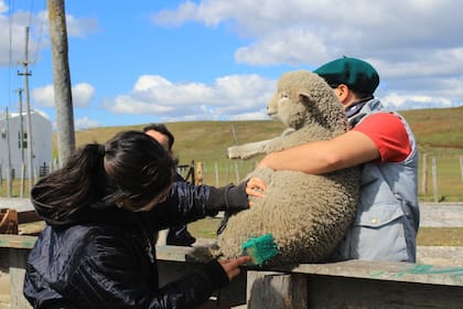 En Río Grande, los chicos se encargan de las tareas rurales