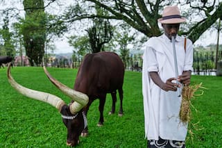 En Ruanda, un rebaño real de reses es agasajado con poesía y veneración cultural