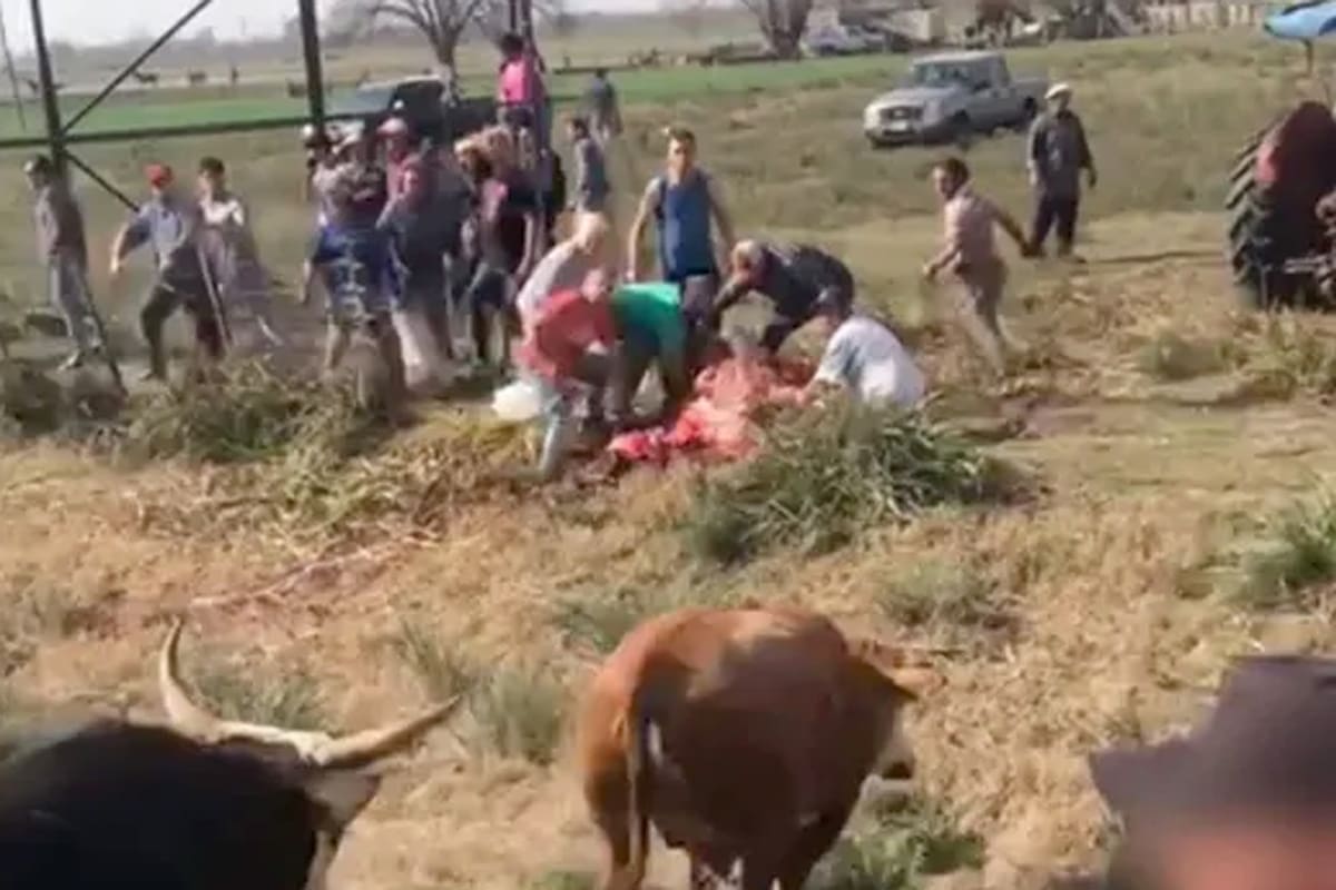 En Ruta 7 faenan animales que transportaba un camión que volcó