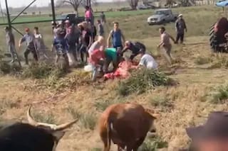 Volcó un camión que transportaba vacas y las faenaron al costado de la ruta