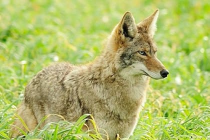 En San Francisco aumentaron los cazos de mascotas atacadas por Coyotes; el perro del rockero Tommy Lee sufrió uno de estos encuentros; los paseadores exigen que los dueños tomen medidas