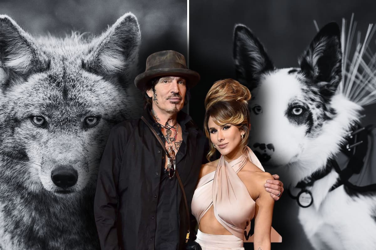 En San Francisco aumentaron los cazos de mascotas atacadas por Coyotes