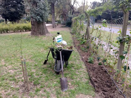 En San Isidro, un cerco verde de hiedra como barrera natural para mejorar la calidad de vida de los estudiantes
