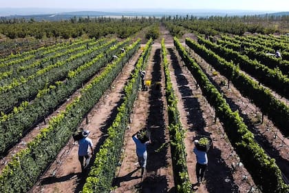 En San Pedro Norte, en las Sierras Chicas, está la bodega Del Gredal, un proyecto familiar de cinco hectáreas que lidera Ignacio Lozano