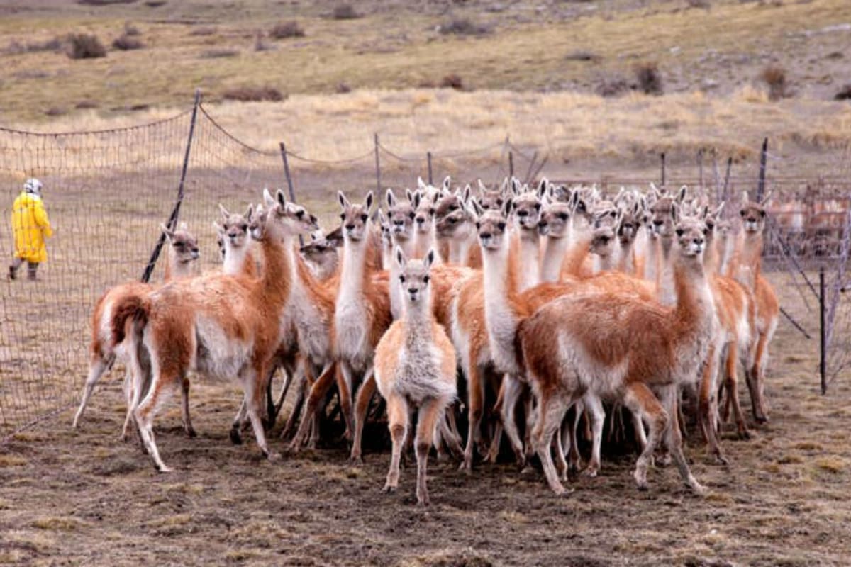 En Santa Cruz hay 1,5 millones de guanacos