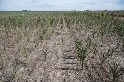 En Santa Fe ya hay 9 millones de hectáreas en emergencia