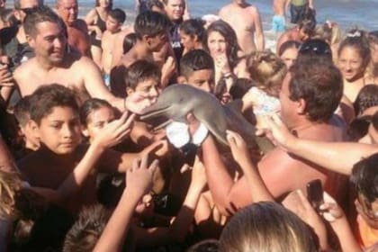 En Santa Teresita, en el 2006, los turistas encontraron a un ejemplar de delfín franciscana cachorro e hicieron todo lo que no tenían que hacer con él, que terminó muerto