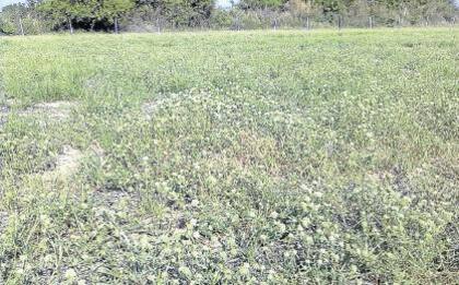 En Santiago del Estero, borreria está en auge