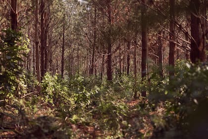 En Santo Domingo este proyecto impulsado por Novartis ha logrado disminuir el equivalente a lo emitido por 140 mil autos en promedio de un año.