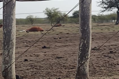 En Sauce, provincia de Corrientes, la sequía aun afecta los campos ganaderos de la zona