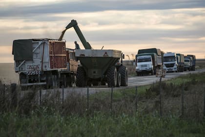 En sectores de la exportación sostienen que el decreto debería haber permitido también registrar soja de la nueva campaña