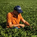 BASF evalúa invertir más en el negocio de semillas de soja en el país y espera la definición de “un factor clave”