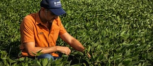BASF evalúa invertir más en el negocio de semillas de soja en el país y espera la definición de “un factor clave”