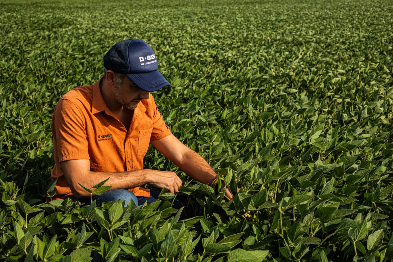 BASF evalúa invertir más en el negocio de semillas de soja en el país y espera la definición de “un factor clave”