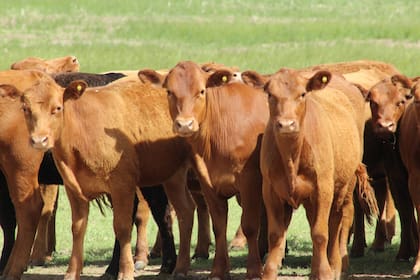 En síntesis, los valores actuales son muy rentables para el productor de carne, especialmente para el criador, y tienen chances de mantenerse durante un período prolongado”, proyecta el consultor Ignacio Iriarte, director de Informe Ganadero