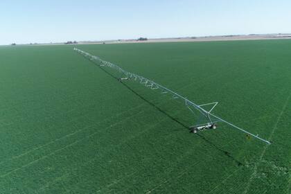 En sistemas intensivos de producción porcina el fertirriego tiene múltiples ventajas