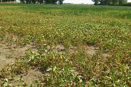 En soja habrá pérdidas de casi US$600 millones en Uruguay