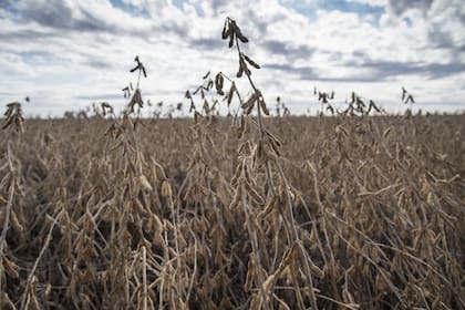En soja hay oportunidad de mejora