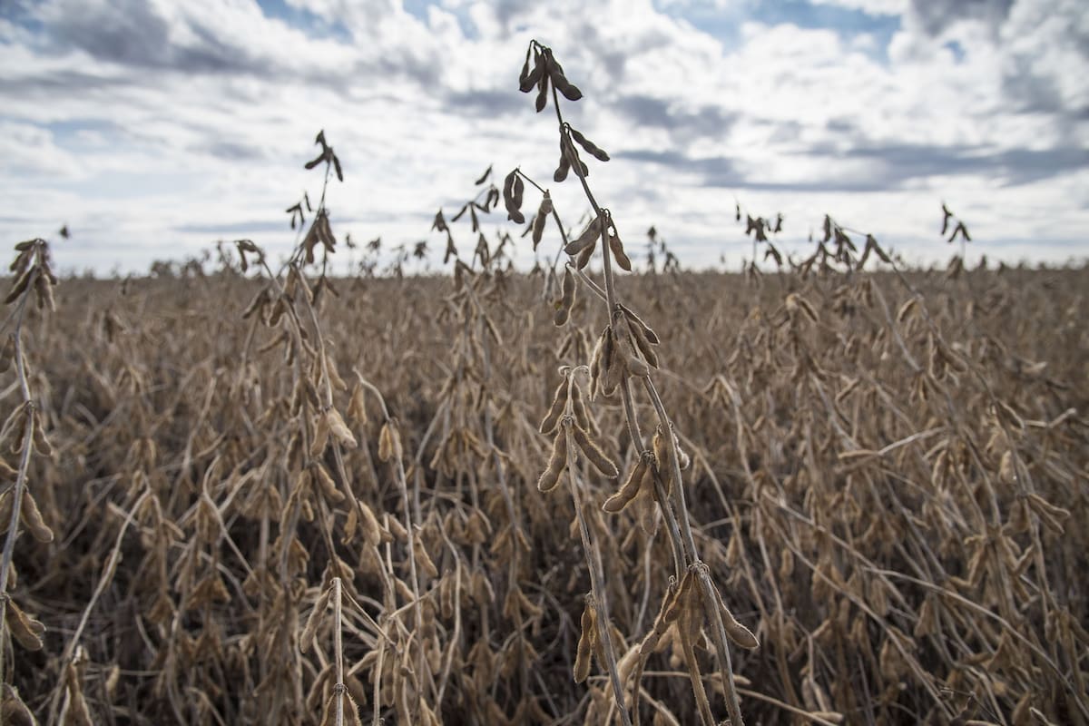 En soja hay oportunidad de mejora