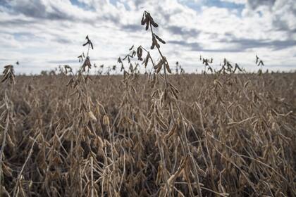 En soja hay oportunidad de mejora
