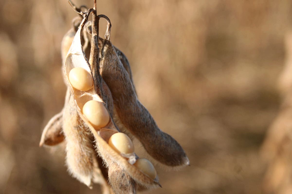 En soja las ventas de la producción 2023/2024 están en el 12%