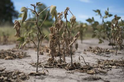 En soja, por la sequía la producción nacional bajará un 34% respecto del ciclo pasado