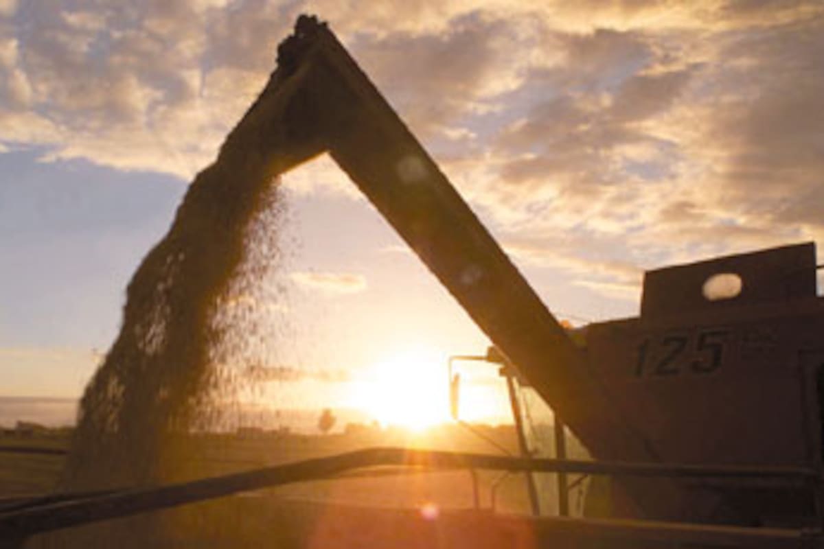 En soja se estima una cosecha general de 20 millones de toneladas, un 26 por ciento mayor que el promedio del quinquenio; en la foto, una cosechadora en un campo de Pergamino