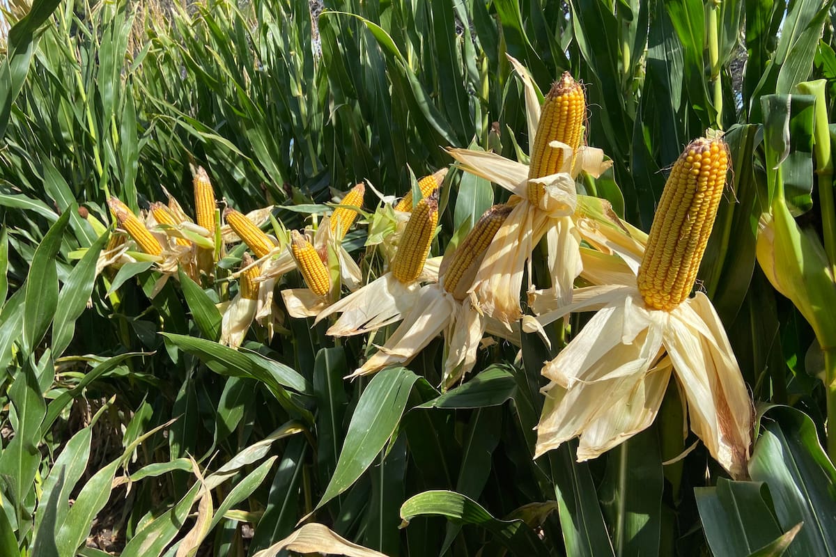 En solo 5 años, la superficie sembrada de maíz se multiplicó por 5 en la provincia.