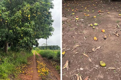 En su campo todos los años se echan a perder 200 toneladas de mango