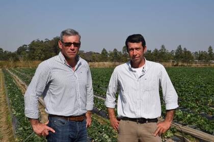 En su chacra de frutillas en Desmochado, Corrientes, Walter y Ordener Melideo Alegre
