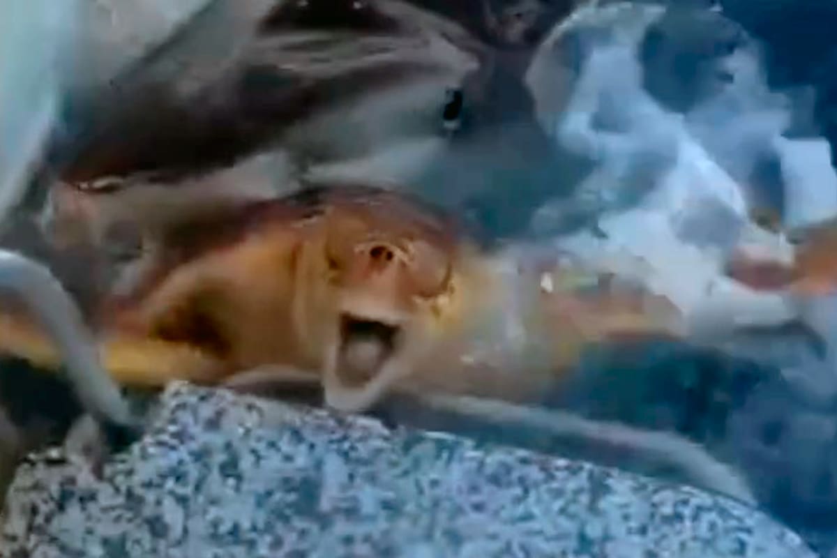 En su desesperado intento por escapar, el reptil alcanzó la escalera mientras era sujetado por el depredador marino