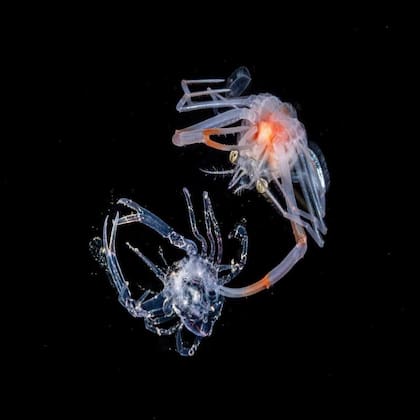 En su fase larvaria, los cangrejos flotan a la deriva en la columna de agua y pasan por múltiples etapas de metamorfosis