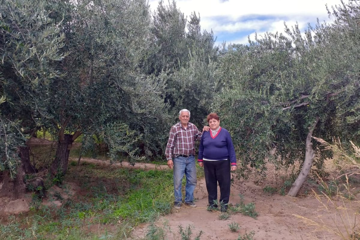 En su finca en Aimogasta, Diogil Toledo y Juana Nieto luchan para que su producción de aceitunas sea valorada