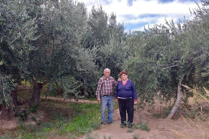 En su finca en Aimogasta, Diogil Toledo y Juana Nieto luchan para que su producción de aceitunas sea valorada