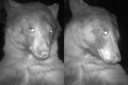 En su hábitat natural, un oso se adueñó de una cámara para tomarse múltiples fotografías