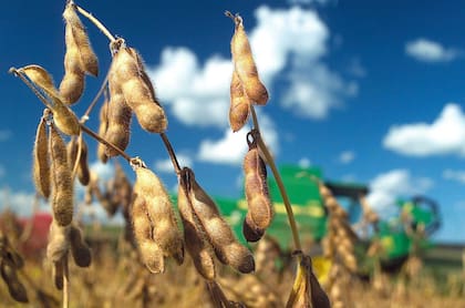 En su informe mensual, Coninagro analizó cómo variaron las relaciones insumo-producto de siete actividades agropecuarias: soja, maíz, trigo, ternero, novillito, leche y yerba mate