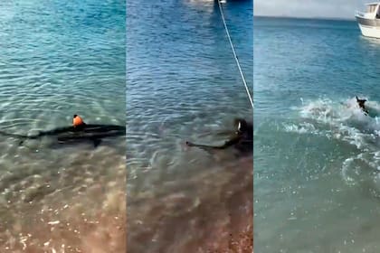 En su nado habitual cerca de la orilla, el tiburón nunca imaginó el "peligro" que enfrentaría