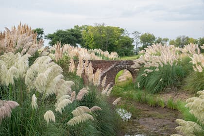 En su proyecto de La Paz, a medida que el parque se adentra en la sierra fue incorporando especies nativas y formas orgánicas materializadas en pastizales.
