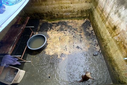 En su recinto provisorio, la nutria ya mostraba otro semblante.