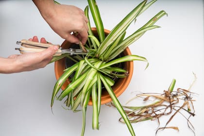 En sus ambientes naturales, las plantas no corren riesgo de desecamiento ya que reciben la humedad adecuada