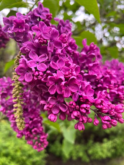 En sus mil tonos de violeta, las lilas tienen un encanto único.