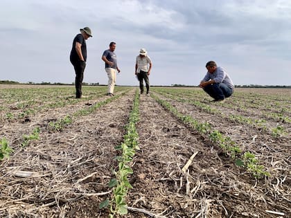 En Tampa Bay, la agricultura y la minería emplean al 44,3% de inmigrantes